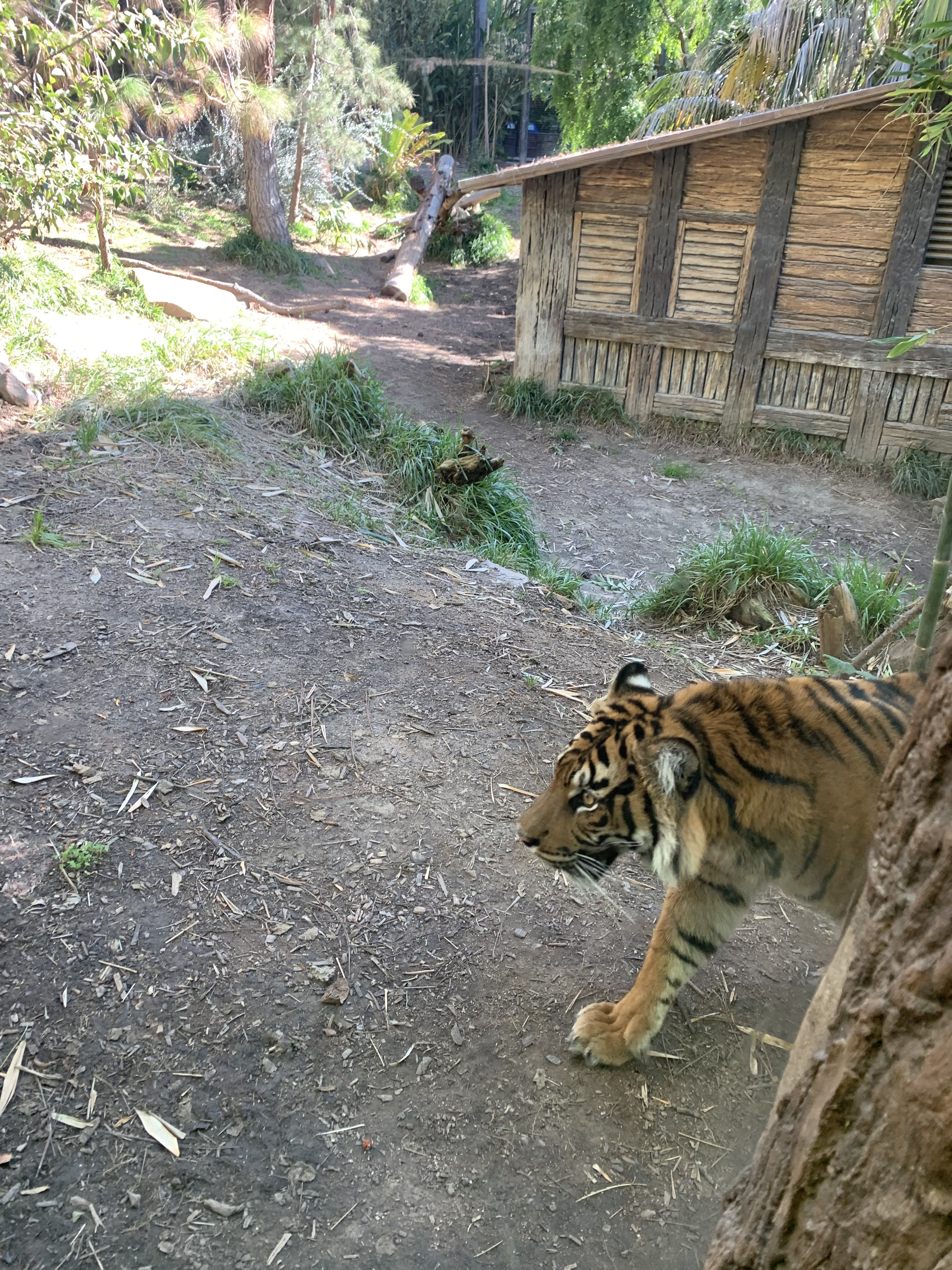 Tiger Trail San Diego Zoo Safari Park