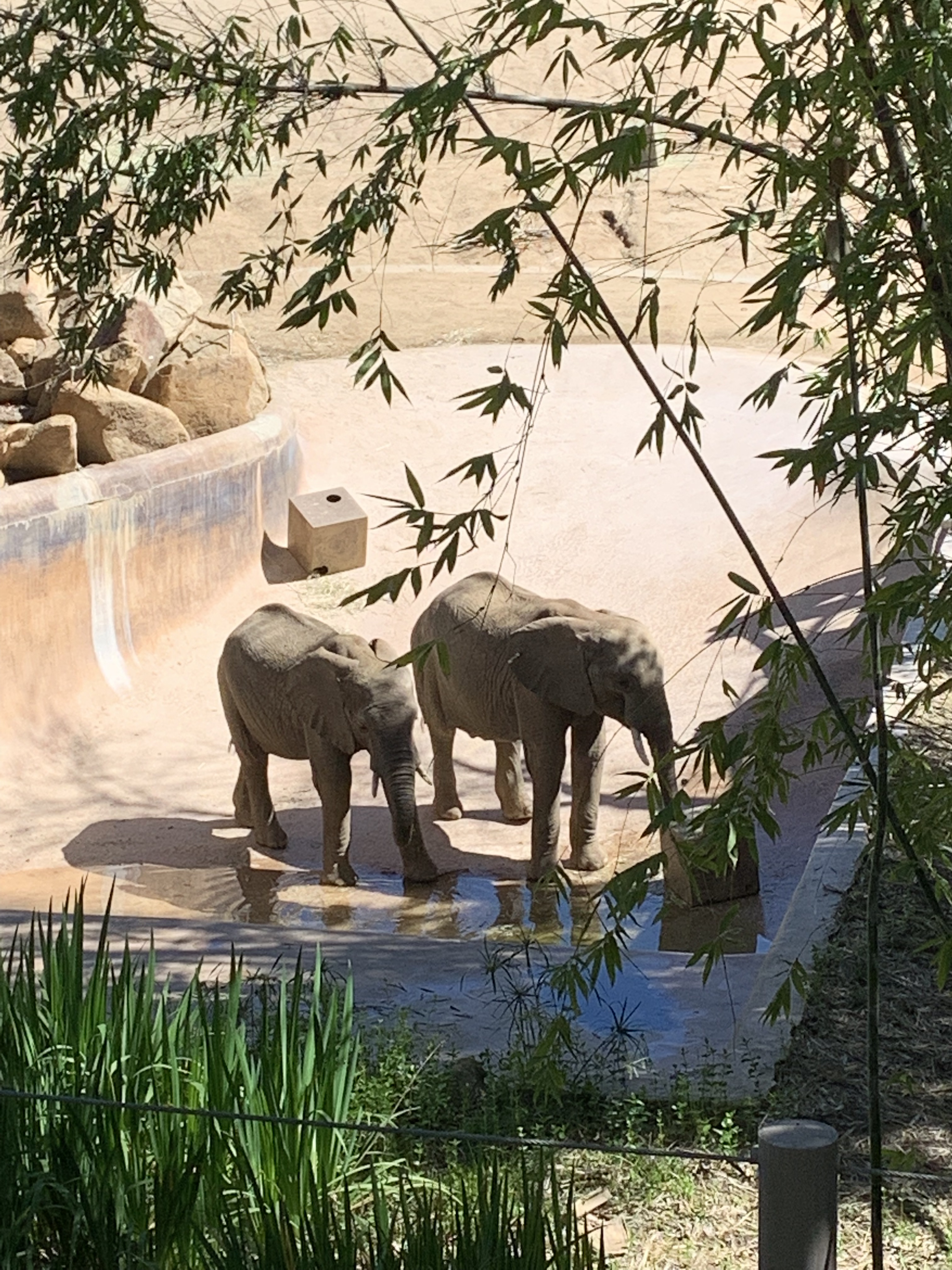 Elephants San Diego Zoo Safari Park