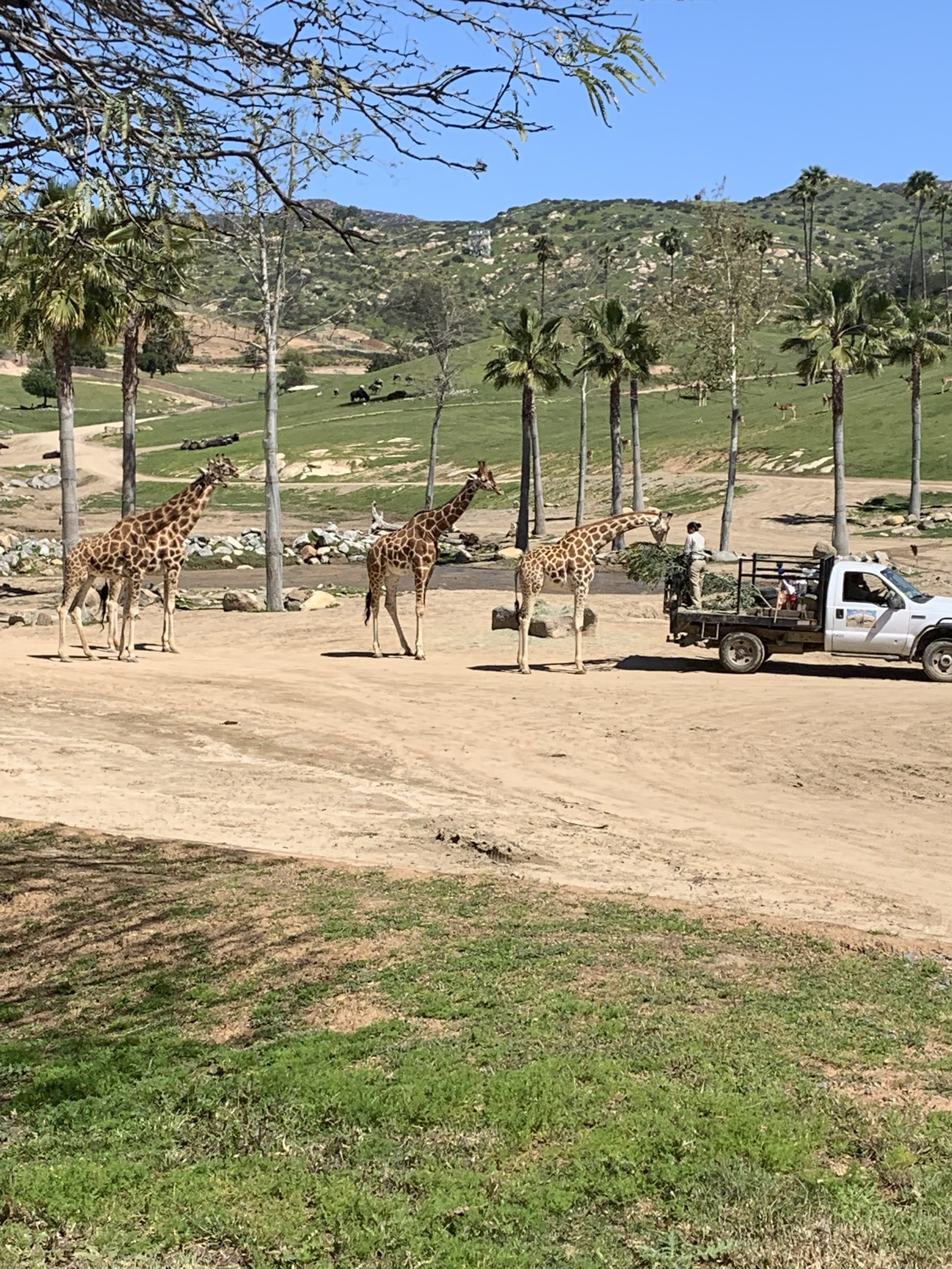 San Diego Zoo Safari Park Tram Ride Giraffes